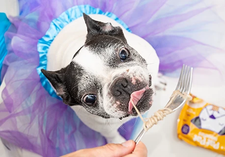Dog Treat Image